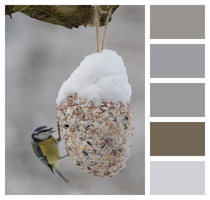 Blue Tit Bird Feeder Snow Image